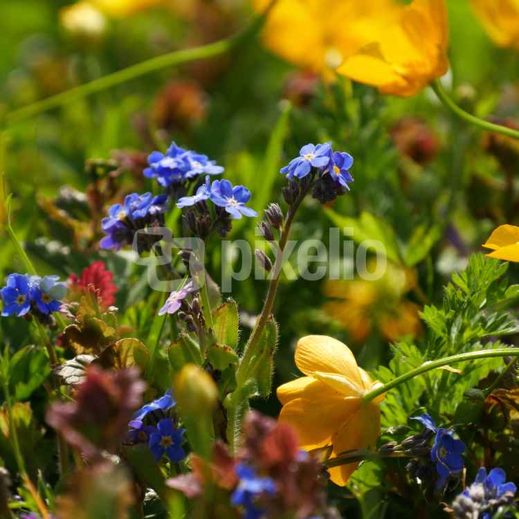 Wildblumenwiese