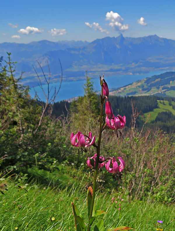 Natur pur auf der Abstiegsroute
