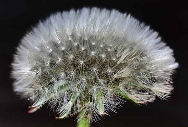Pusteblume