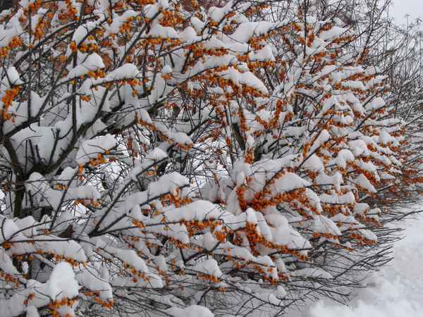 Sanddorn im Winter 2