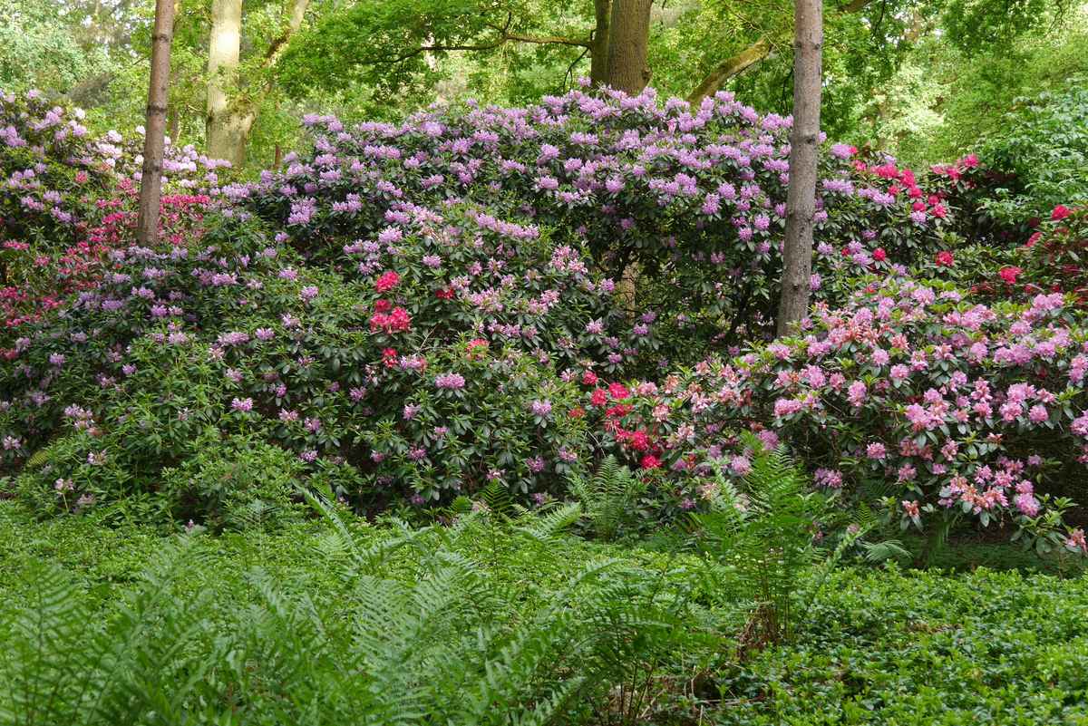 Rhododendronpark Bremen