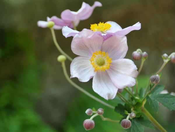 Herbstanemone
