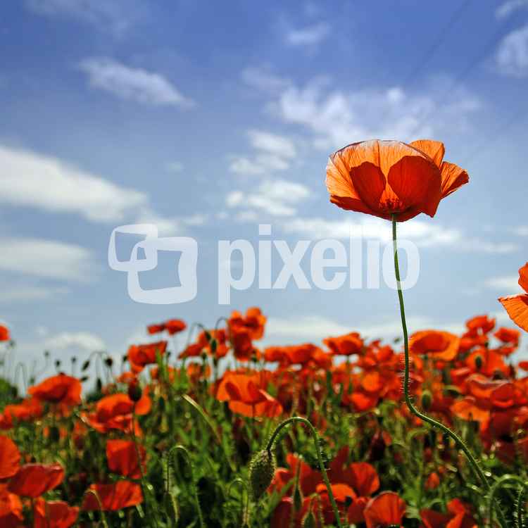 Mohn vom Mond