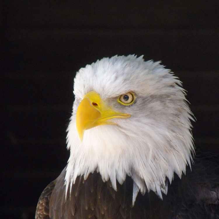 Adler