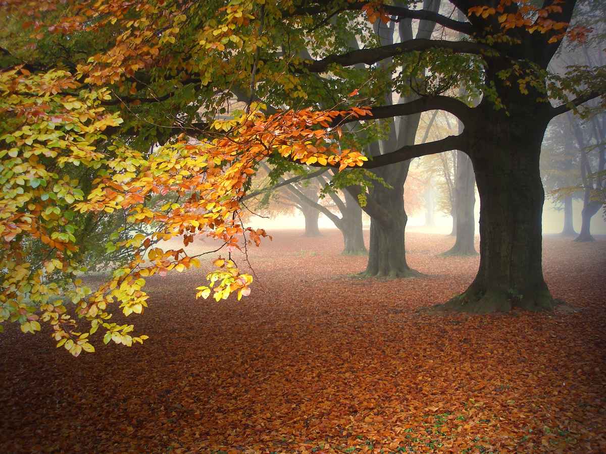 Morgennebel 1