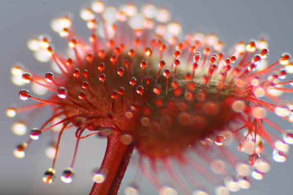 Drosera profilera Nahaufnahme