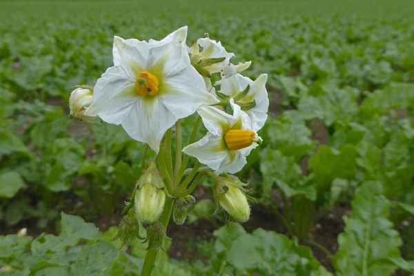 Streifzug über Land / 7