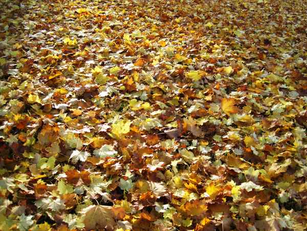 Herbstlaub soweit das Auge reicht I.