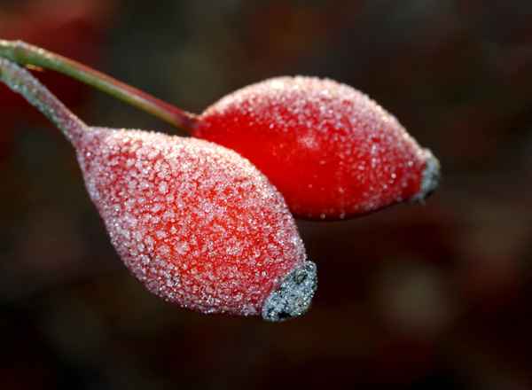 Hagebutten mit Raureif