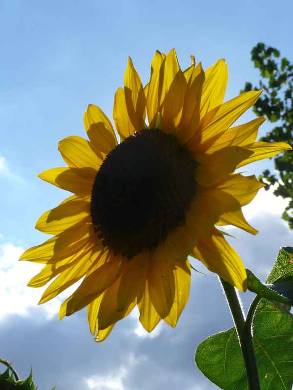 Sonnenblume