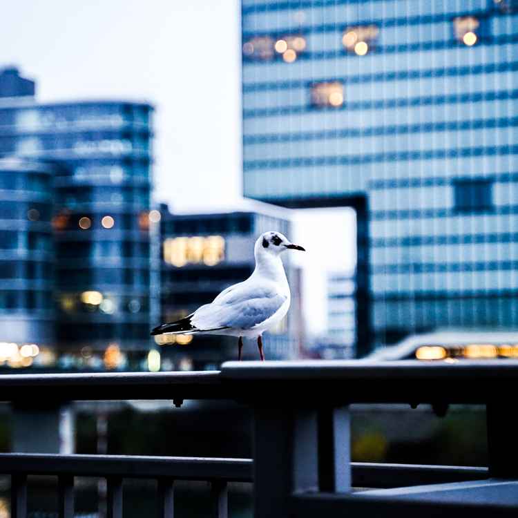 Düsseldorf I