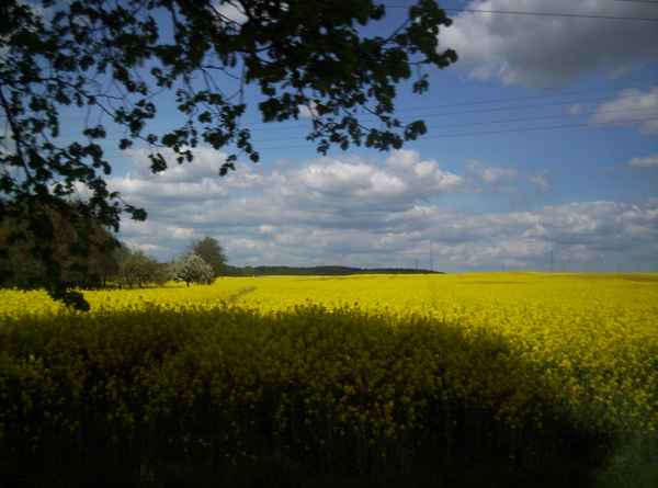 Sommertraum