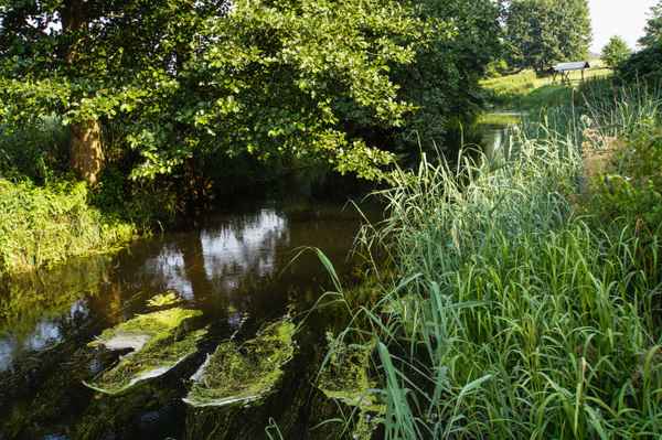 Morgenstille am Bach