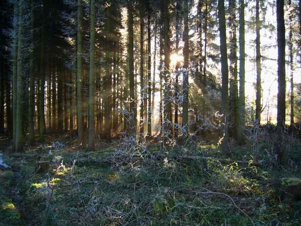 Sonnenstrahlen im Herbstwald 2