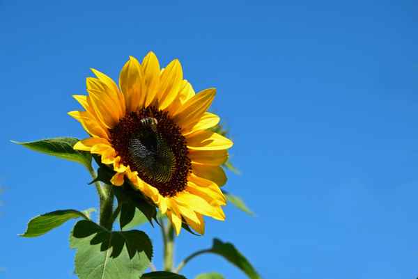 "Die ganze Natur ist eine Melodie...