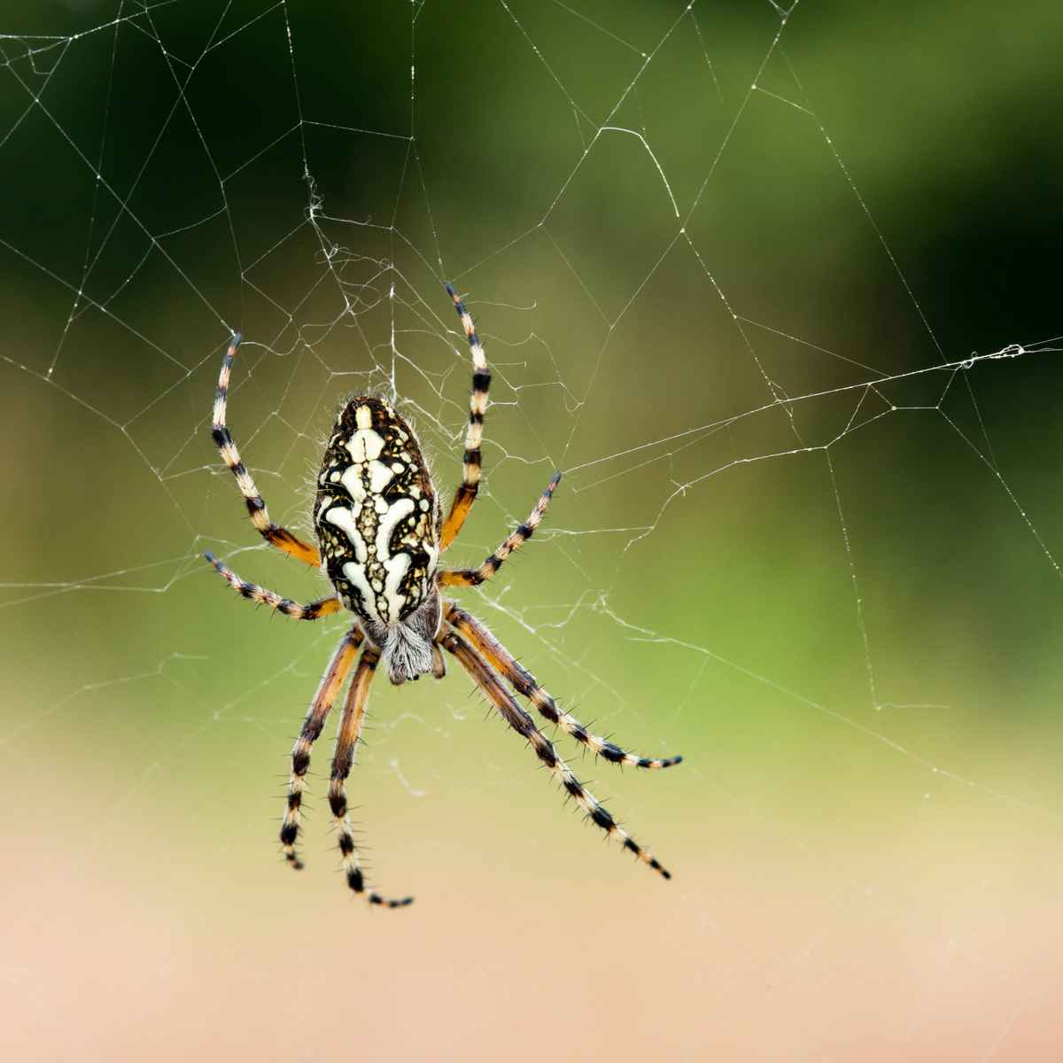 Eichblatt-Radspinne