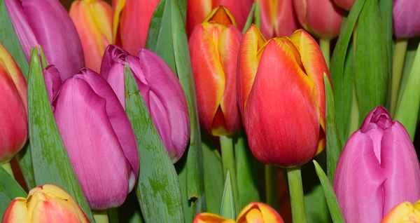 Perfektion der Natur