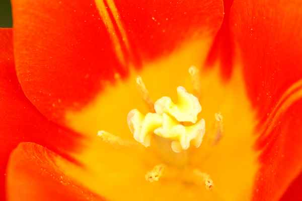 Tulpenblüte Makro 1