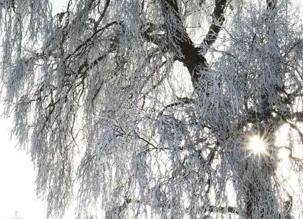 Wintertraum mit Sonnenstern