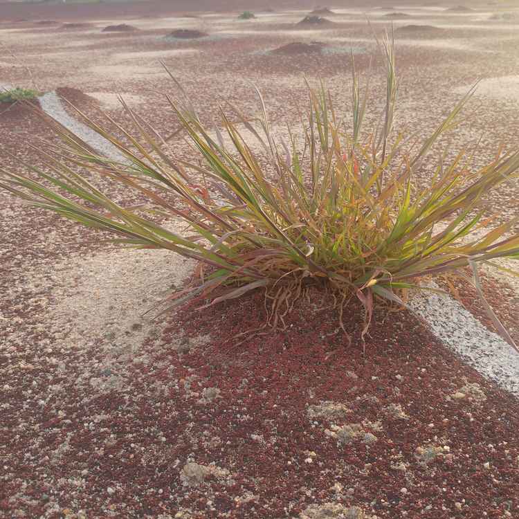 Das Ende einer Tartanfläche