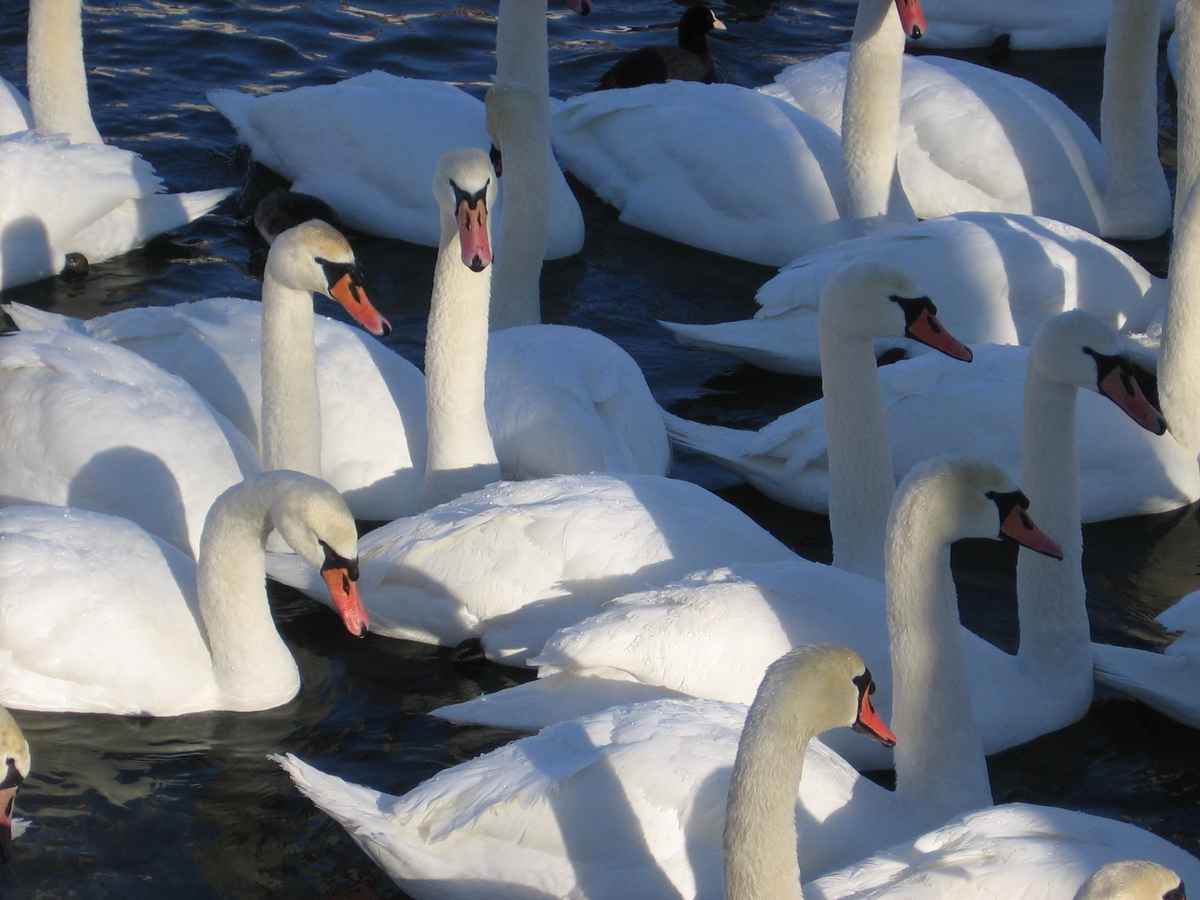 Schwäne am Lech im Herbst