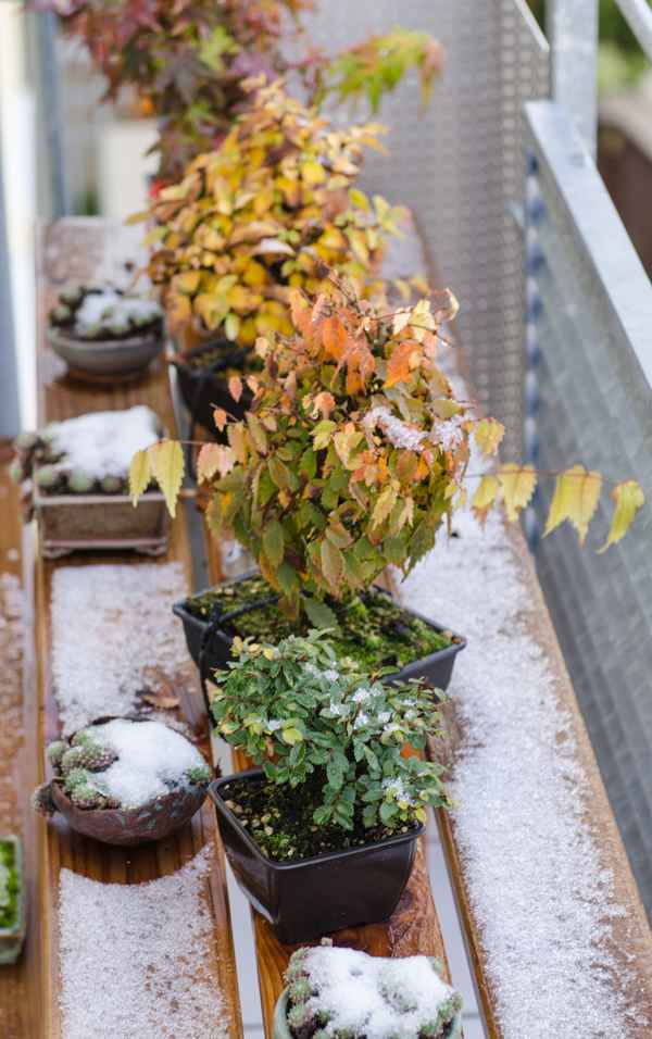 Bonsai Bäume im Herbst mit ersten Schnee