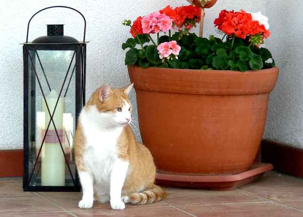 Stilleben mit kleiner rotgestromter Katze