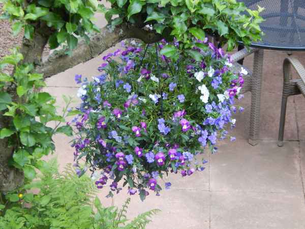 Blumenampel