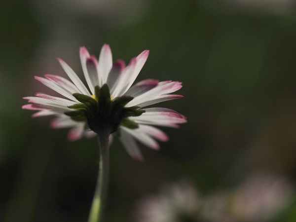 gänseblümchen weiß-rot