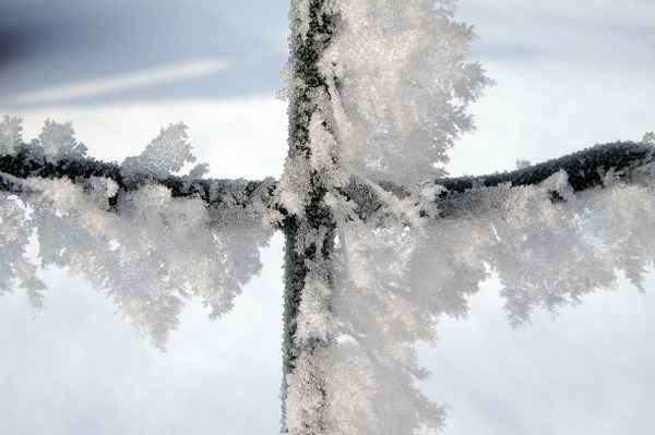 Eisblumen am Zaun