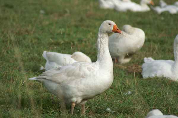  Matti die Gans und seine Freunde
