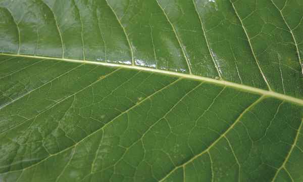 Grüner Blatt-Hintergrund Nahaufnahme 01
