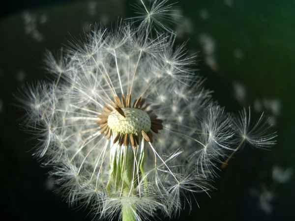 Löwenzahn Pusteblume. 3