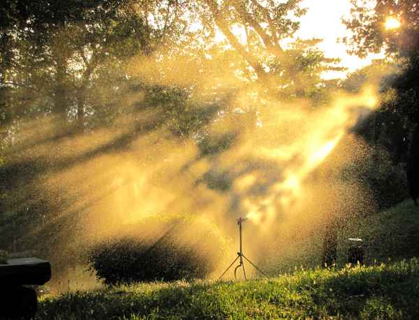 Rasensprenger im Gegenlicht