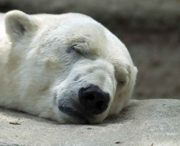 Der Schlaf der Gerechten