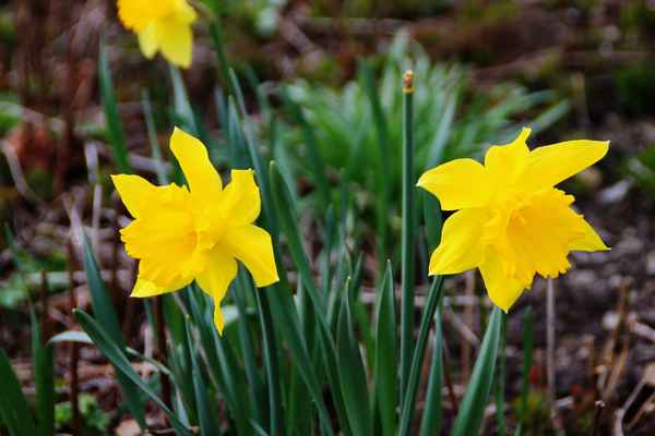 Der Frühling leuchtet
