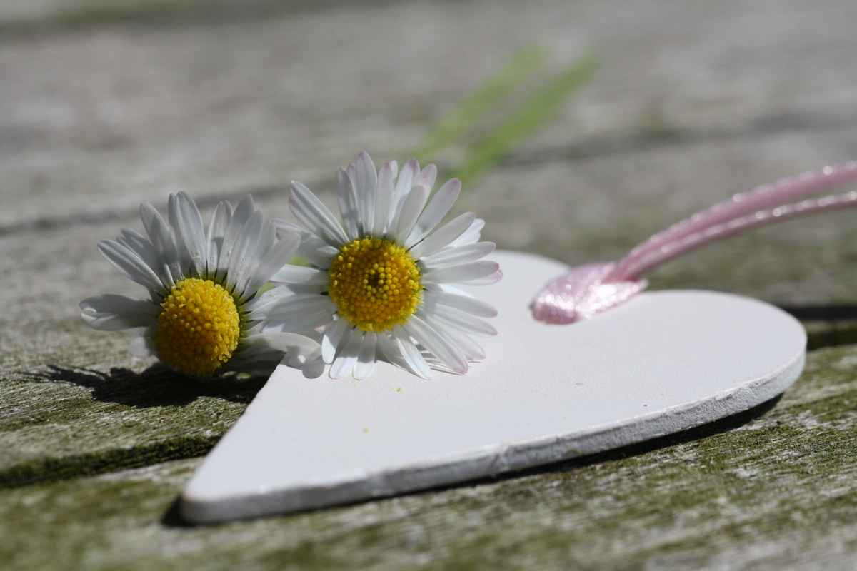 Ein Herz mit Gänseblümchen