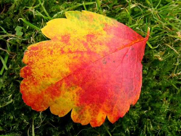 Ein Blatt