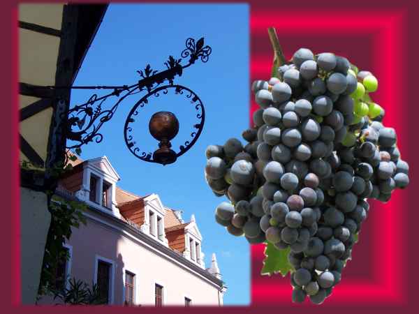 Meißner Traube (Collage)