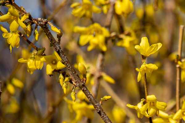 Frühling in Gelb