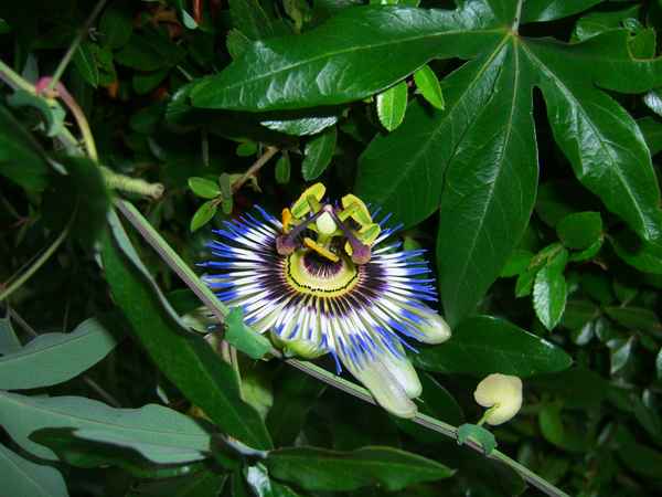 Passionsblume 05