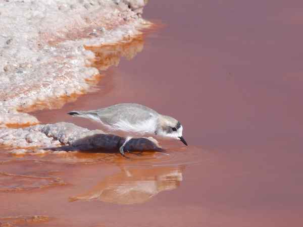 trinkender Vogel