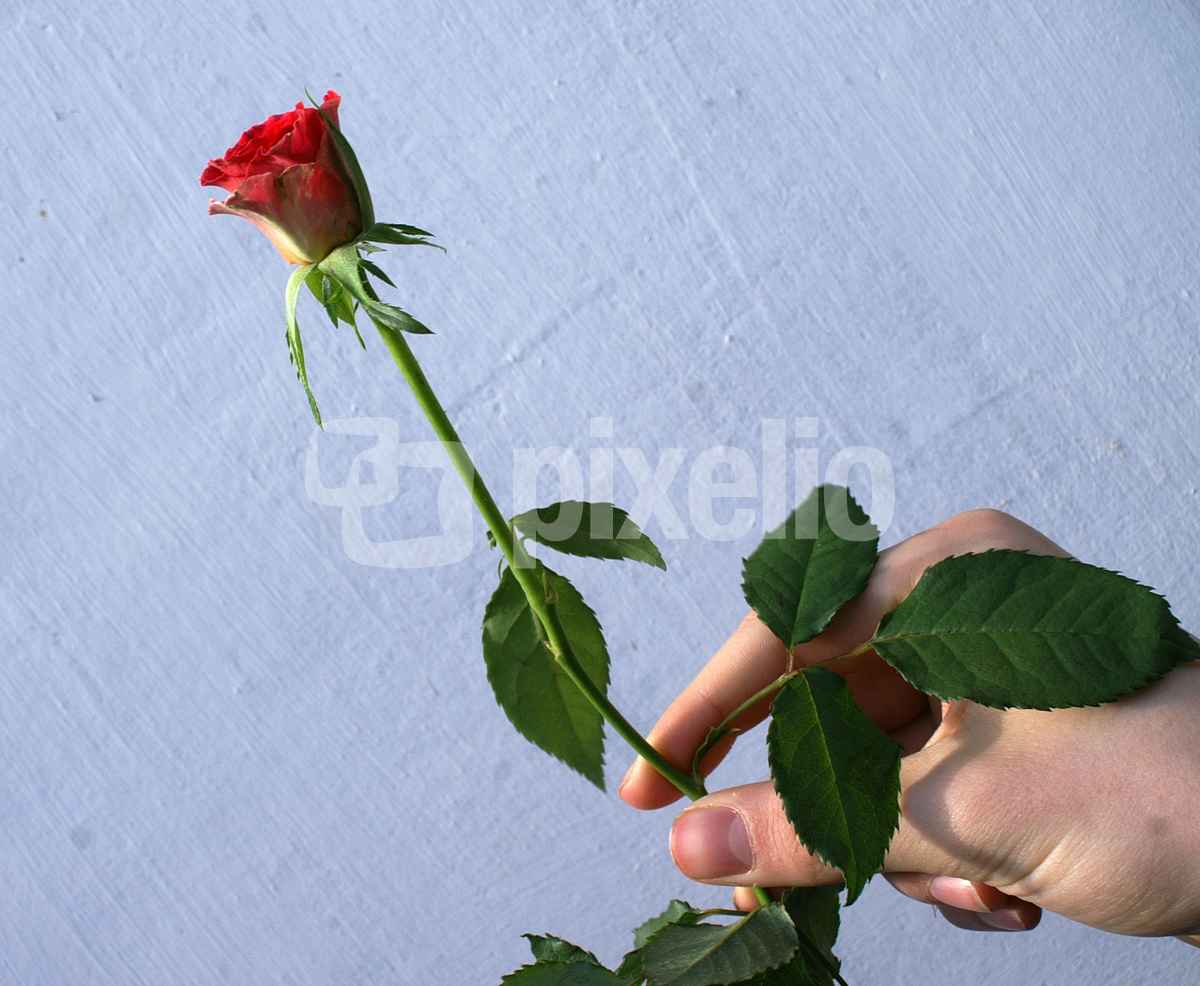 Rose für dich