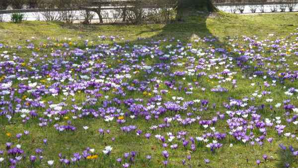 Auch der Frühling kommt wieder -  Garantiert.