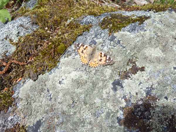 Schmetterling am Fels