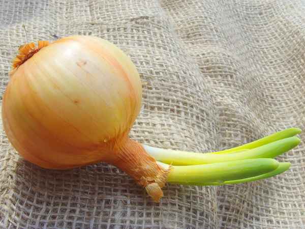 Zwiebel nach dem langen Winter...