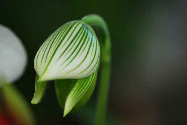 Orchidee