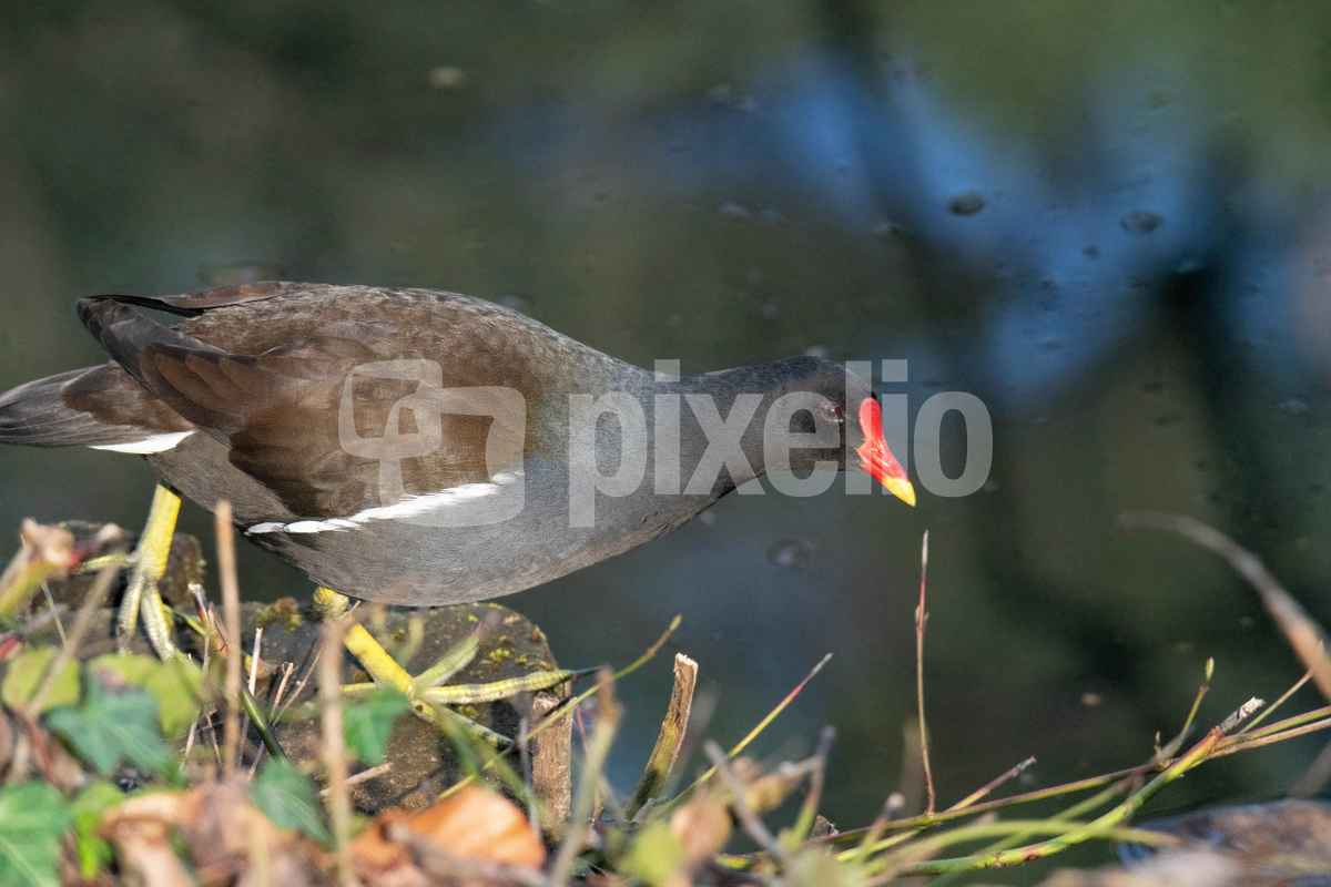 Teichhuhn/Teichralle
