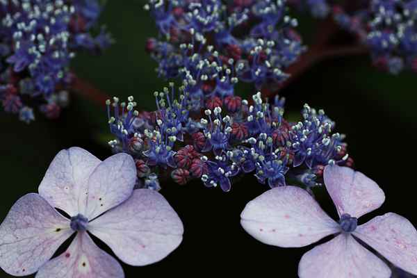 Tellerhortensie