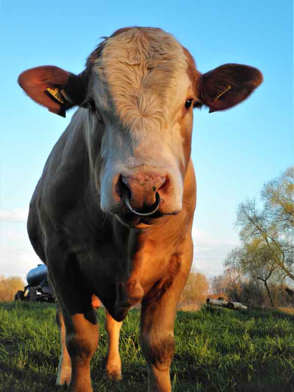 Eine Tonne Lebendgewicht schaut dich an....